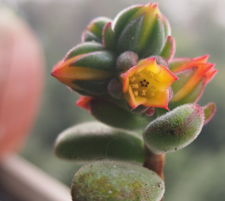 錦晃星怎么養？錦晃星用什么花盆好？【圖】