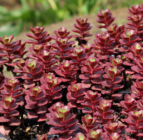 小球玫瑰怎么爆盆？小球玫瑰怎么養？【圖】