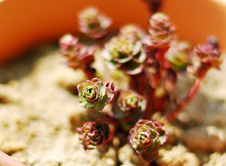 小球玫瑰怎么爆盆？小球玫瑰怎么養？【圖】