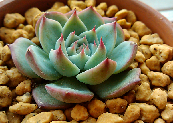 吉娃蓮的養殖方法？ 吉娃蓮葉子變軟？【圖】