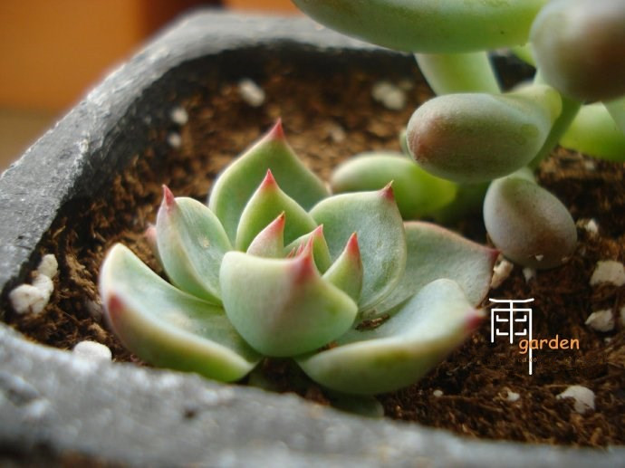 吉娃蓮的養殖方法？ 吉娃蓮葉子變軟？【圖】