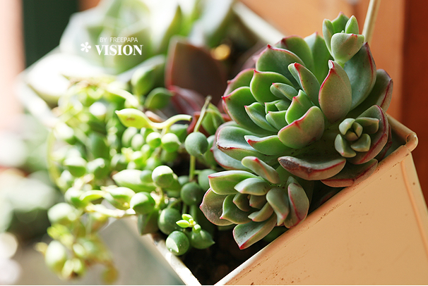 吉娃蓮的養殖方法？ 吉娃蓮葉子變軟？【圖】