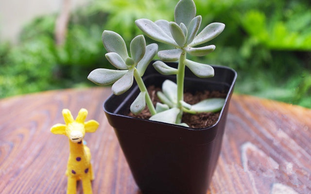 冬美人怎么養(yǎng)?冬美人什么季節(jié)砍頭好?【圖】