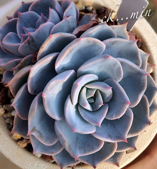 藍石蓮怎么養(yǎng)?藍石蓮怎么繁殖?【圖】