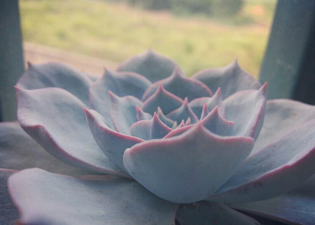 藍石蓮怎么養(yǎng)?藍石蓮怎么繁殖?【圖】