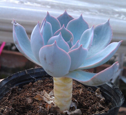 藍石蓮怎么養(yǎng)?藍石蓮怎么繁殖?【圖】