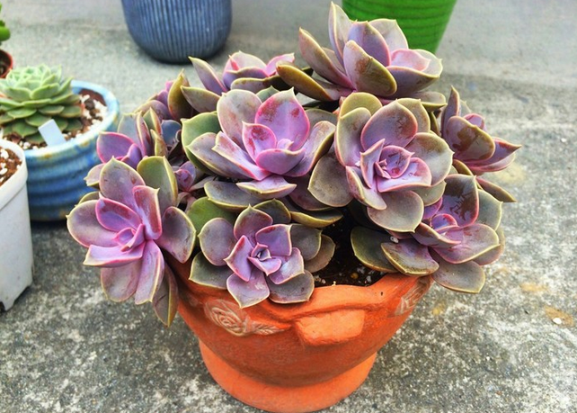 紫珍珠怎么養(yǎng)?紫珍珠葉插會變彩虹嗎?【圖】