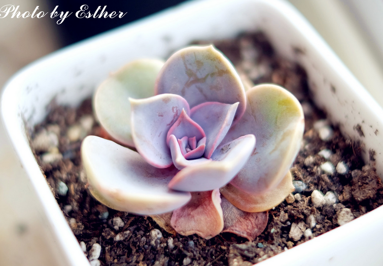 紫珍珠怎么養(yǎng)?紫珍珠葉插會變彩虹嗎?【圖】