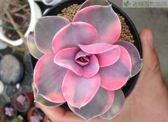 紫珍珠怎么養(yǎng)?紫珍珠葉插會變彩虹嗎?【圖】