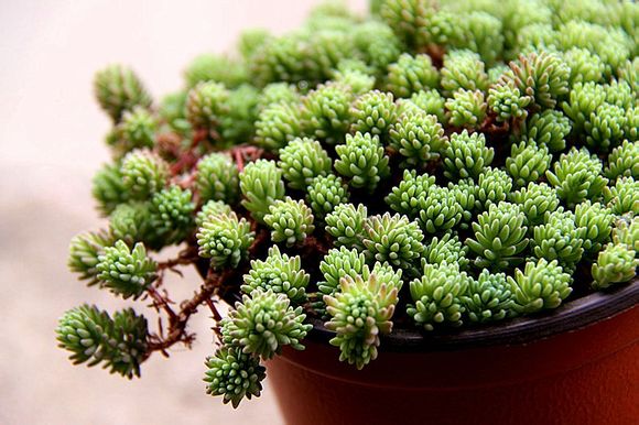 薄雪萬年草怎么養(yǎng)?薄雪萬年草有毒嗎?【圖】