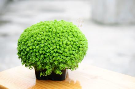 薄雪萬年草怎么養(yǎng)?薄雪萬年草有毒嗎?【圖】