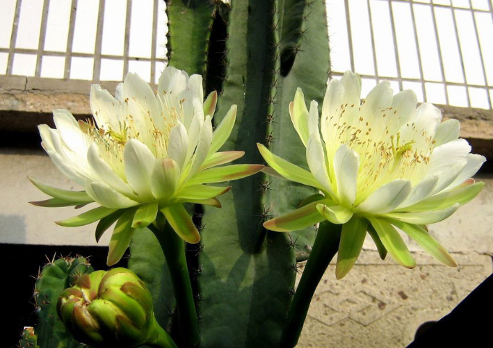 量天尺怎么養(yǎng)?量天尺怎么繁殖?【圖】