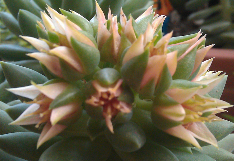 千佛手怎么養(yǎng)?千佛手怎么澆水?【圖】