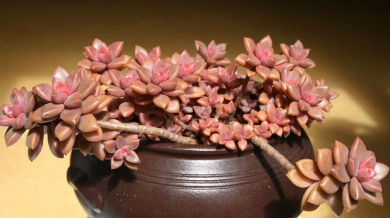 姬朧月怎么養(yǎng)?姬朧月怎么爆頭?【圖】