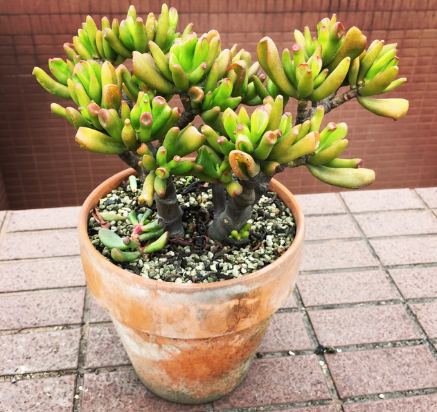 筒葉花月會開花嗎?筒葉花月怎么樣?【圖】