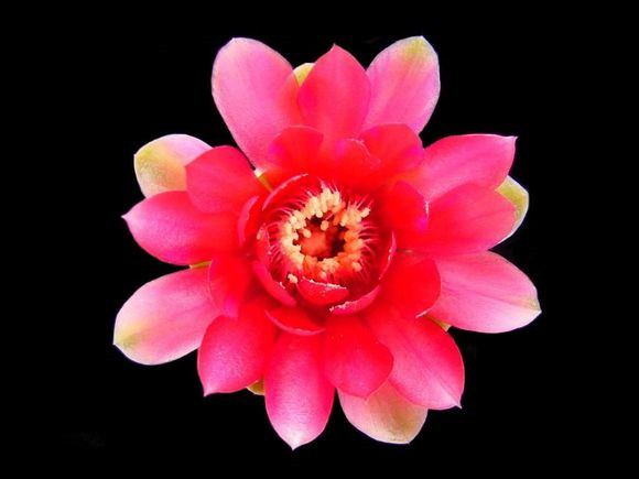 緋花玉開什么顏色的花?緋花玉怎么養(yǎng)?【圖】