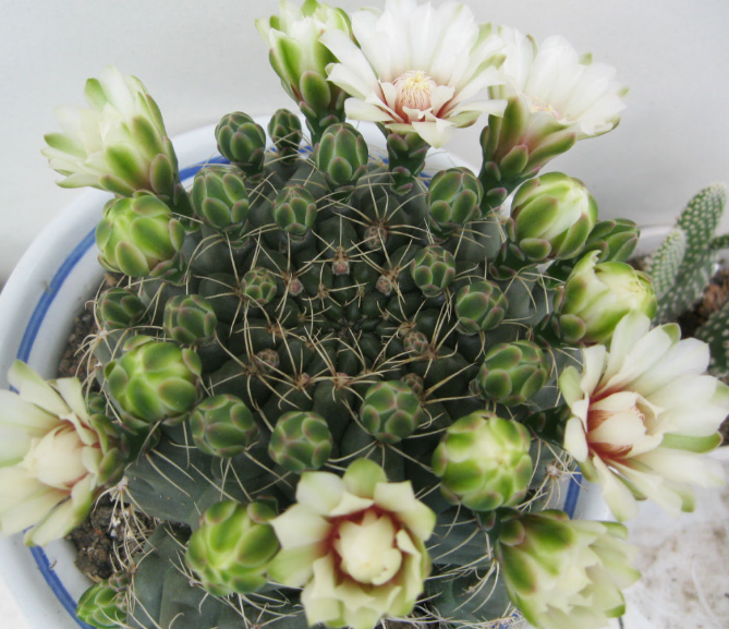 緋花玉開什么顏色的花?緋花玉怎么養(yǎng)?【圖】