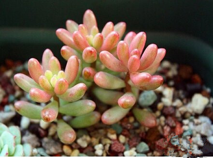 虹之玉錦和虹之玉的區(qū)別?虹之玉錦養(yǎng)殖方法?【圖】