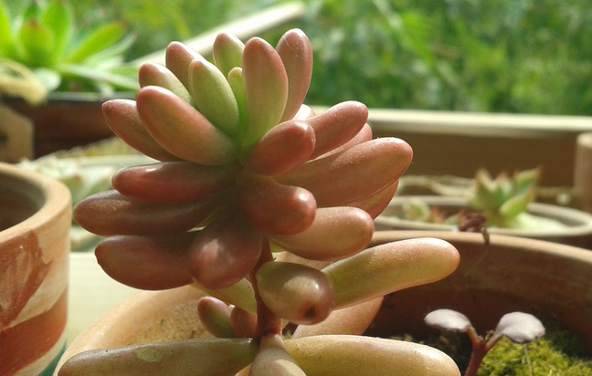 虹之玉錦和虹之玉的區(qū)別?虹之玉錦養(yǎng)殖方法?【圖】