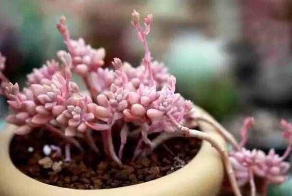 姬秋麗和丸葉姬秋麗的區(qū)別？姬秋麗怎么養(yǎng)才能爆盆?【圖】