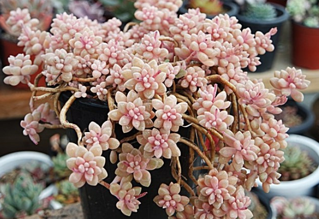 姬秋麗和丸葉姬秋麗的區(qū)別？姬秋麗怎么養(yǎng)才能爆盆?【圖】