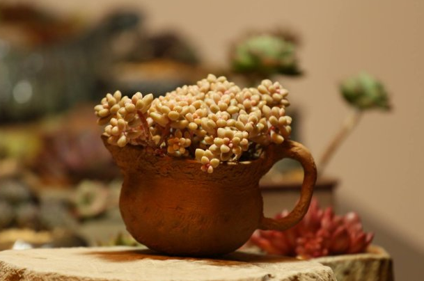 姬秋麗和丸葉姬秋麗的區(qū)別？姬秋麗怎么養(yǎng)才能爆盆?【圖】