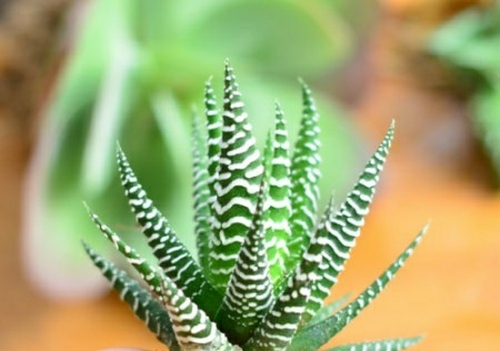 條紋十二卷怎么養？條紋十二卷干癟怎么辦?【圖】