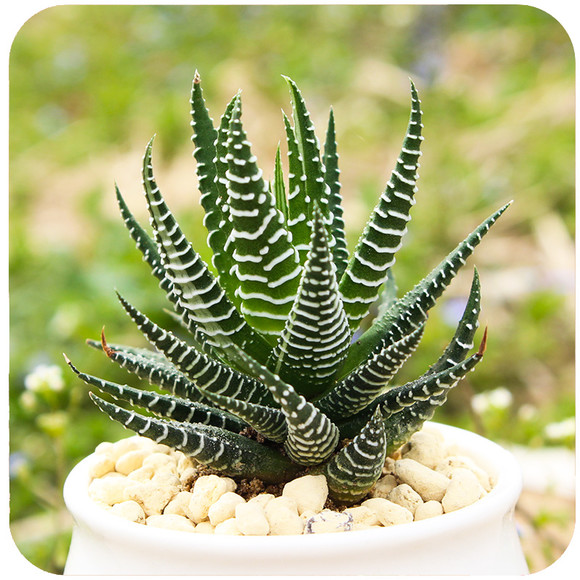 條紋十二卷怎么養？條紋十二卷干癟怎么辦?【圖】