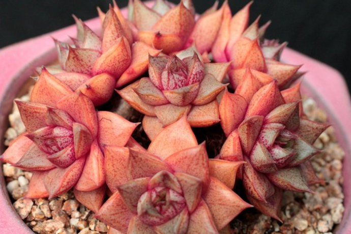 大和錦的養殖方法？大和錦怎么繁殖?【圖】