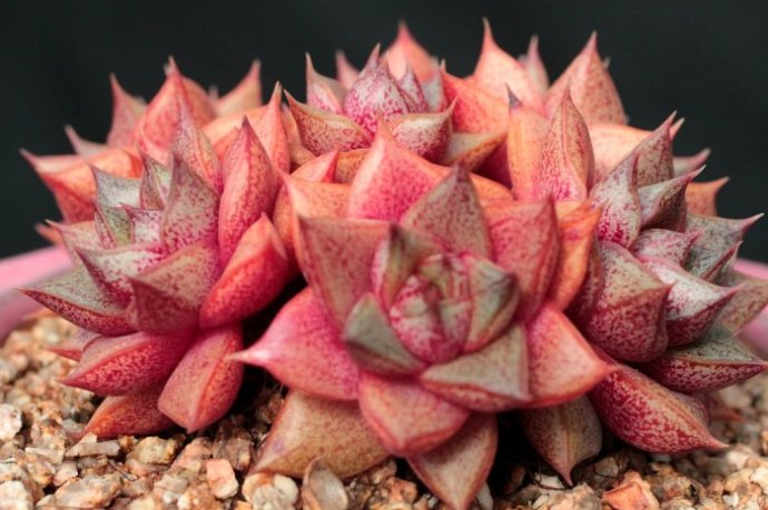 大和錦的養殖方法？大和錦怎么繁殖?【圖】