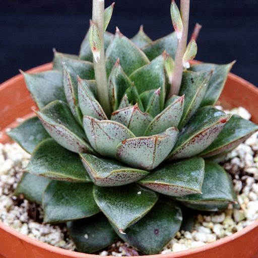 大和錦的養殖方法？大和錦怎么繁殖?【圖】