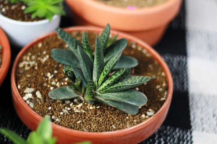 子寶的養殖方法？子寶和子寶錦區別？【圖】