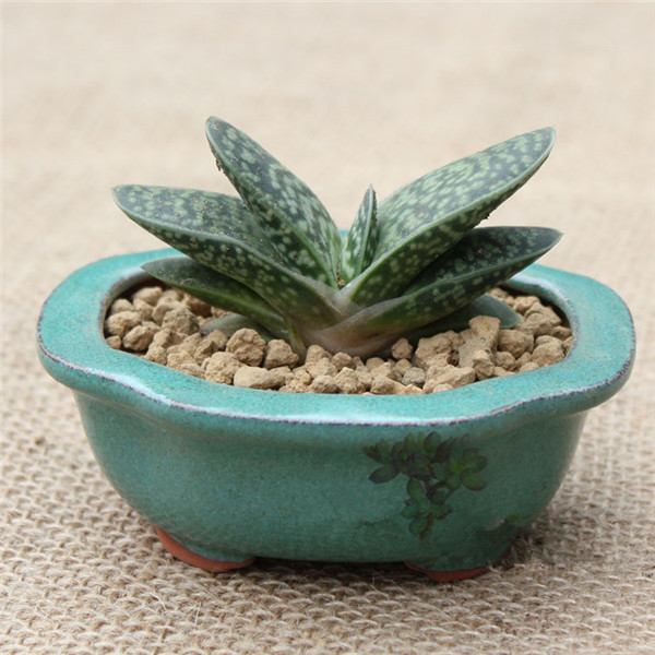 子寶的養殖方法？子寶和子寶錦區別？【圖】