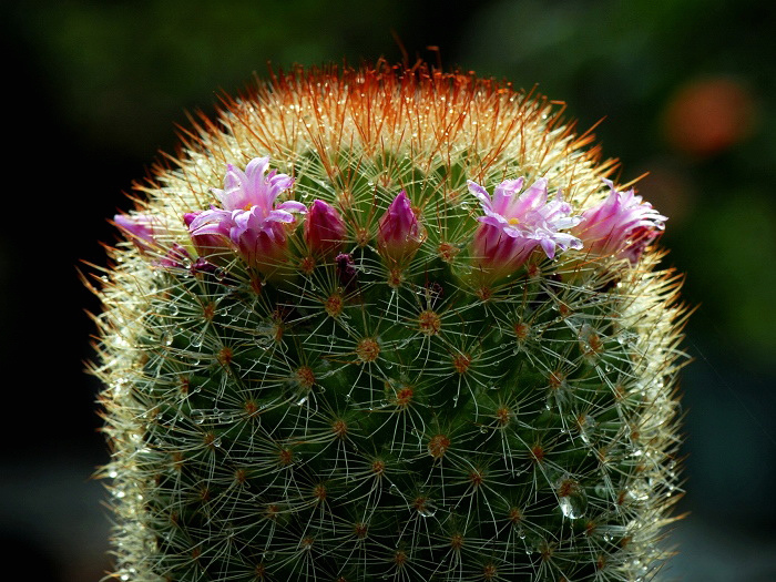 玉翁怎么養(yǎng)？玉翁仙人球能長多大？【圖】