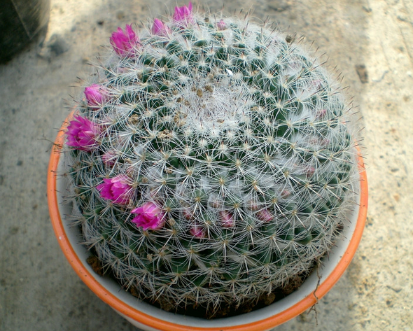 玉翁怎么養(yǎng)？玉翁仙人球能長多大？【圖】