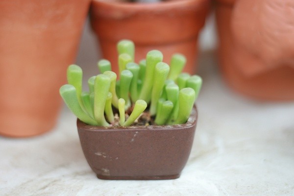 五十鈴玉怎么養？五十鈴玉發皺變軟怎么辦？【圖】