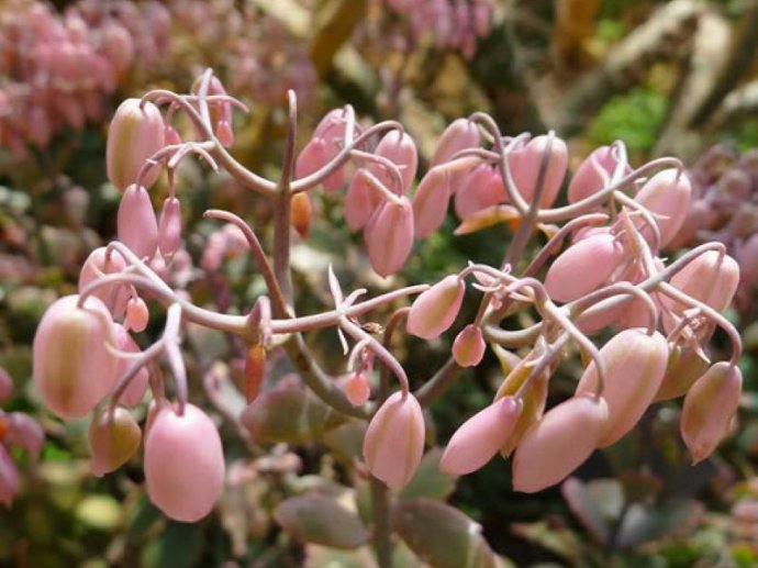 玉吊鐘怎么養？不死鳥和玉吊鐘的區別？【圖】