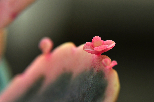 玉吊鐘怎么養？不死鳥和玉吊鐘的區別？【圖】