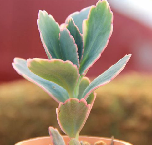 玉吊鐘怎么養？不死鳥和玉吊鐘的區別？【圖】