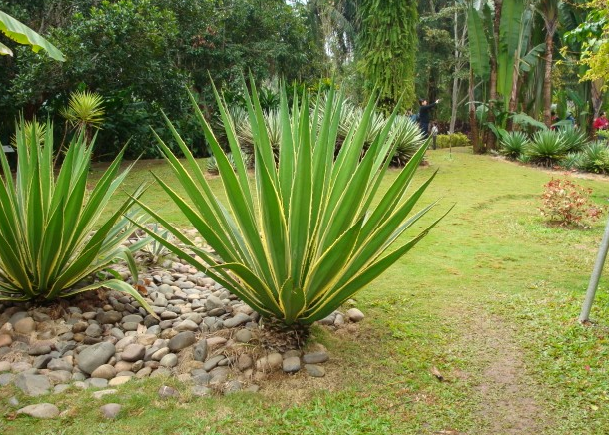 金邊龍舌蘭的養(yǎng)殖方法？金邊龍舌蘭可以家養(yǎng)嗎？【圖】