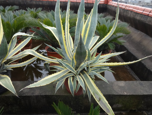 金邊龍舌蘭的養(yǎng)殖方法？金邊龍舌蘭可以家養(yǎng)嗎？【圖】