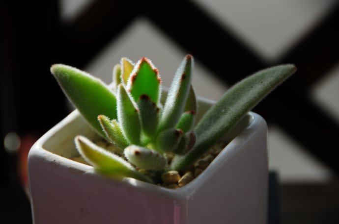 月兔耳怎么養(yǎng)？月兔耳為什么不黑？【圖】