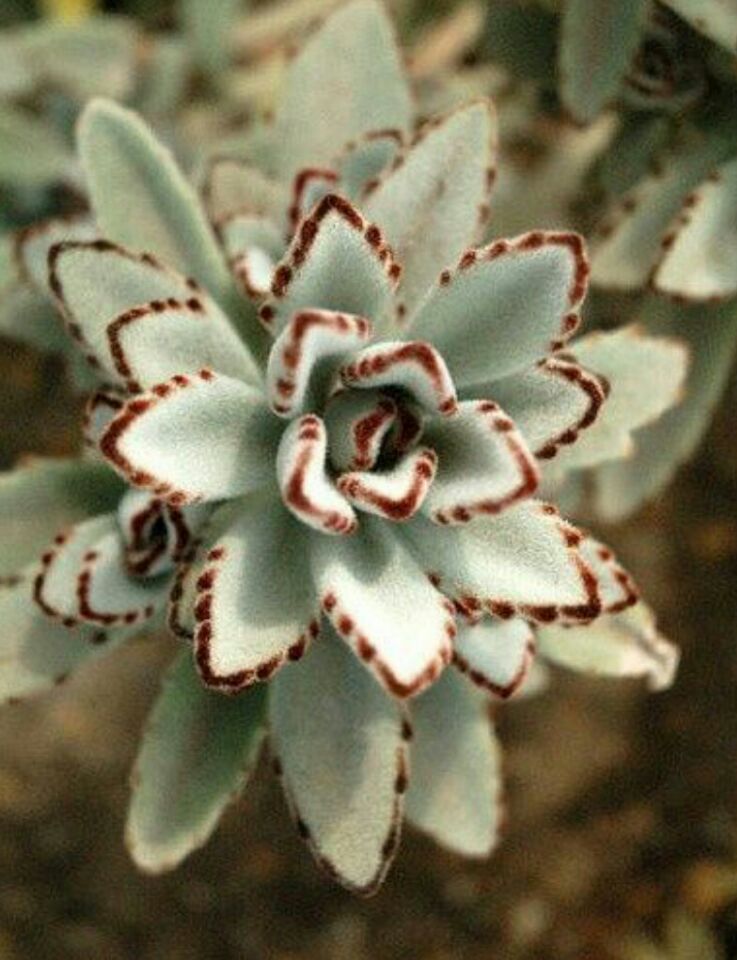 月兔耳怎么養(yǎng)？月兔耳為什么不黑？【圖】