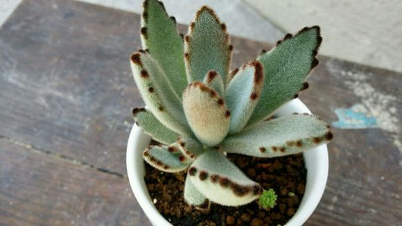 月兔耳怎么養(yǎng)？月兔耳為什么不黑？【圖】