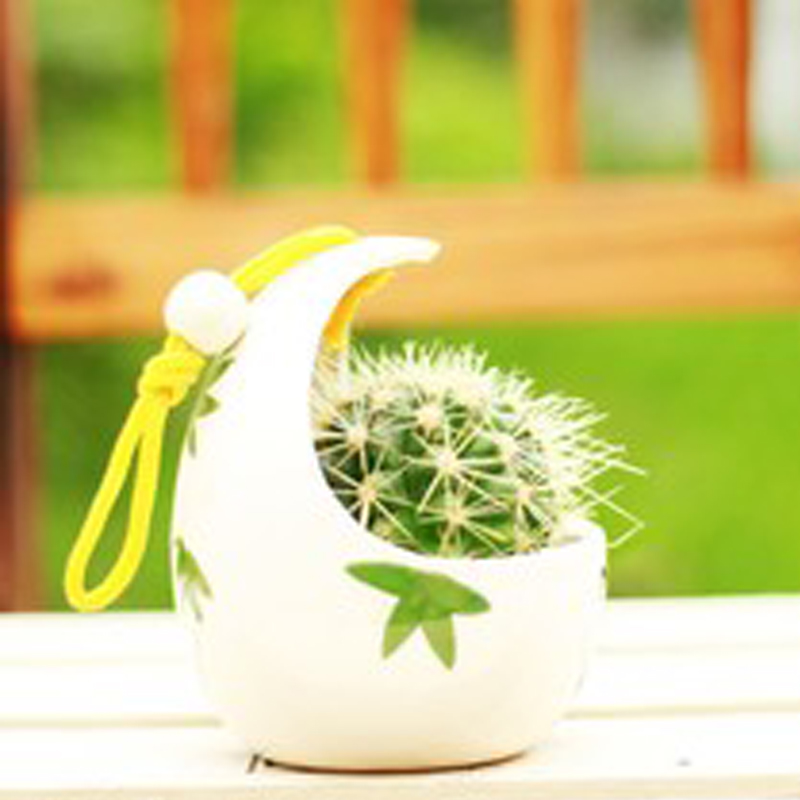 金虎仙人球擺放風景？金虎仙人球開花？【圖】