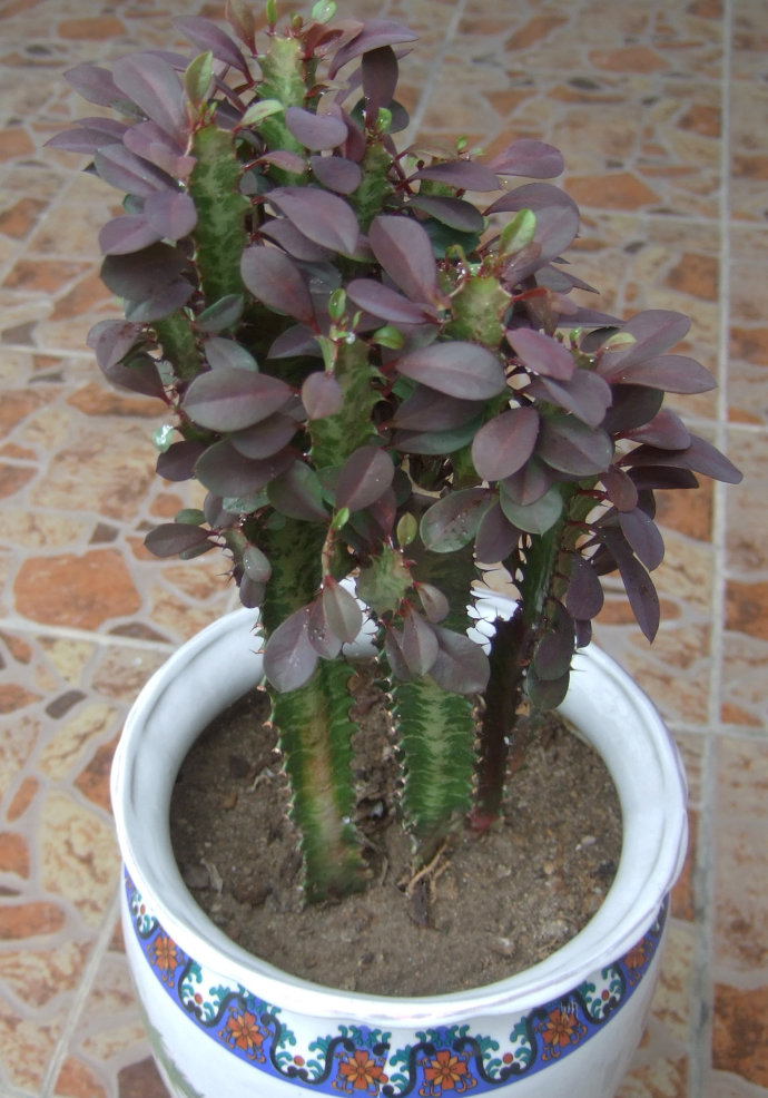 龍骨花的養(yǎng)殖方法？龍骨柱盆栽怎么修剪？【圖】