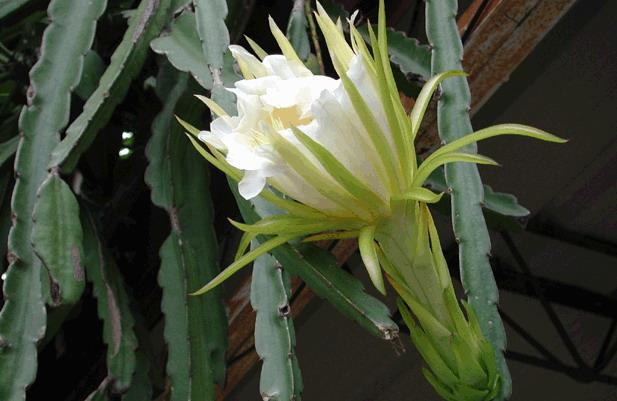 龍骨花的養(yǎng)殖方法？龍骨柱盆栽怎么修剪？【圖】