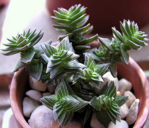 茜之塔的養殖方法？茜之塔怎么繁殖？【圖】