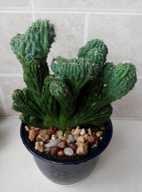 山影拳的養(yǎng)殖方法？山影拳對人有什么好處？【圖】