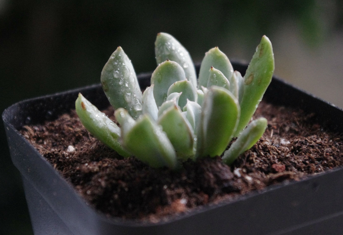 特玉蓮怎么養？特玉蓮雜交有什么？【圖】